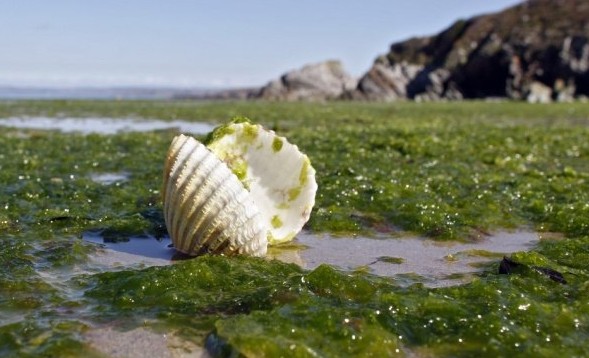 綠藻造的3D打印材料