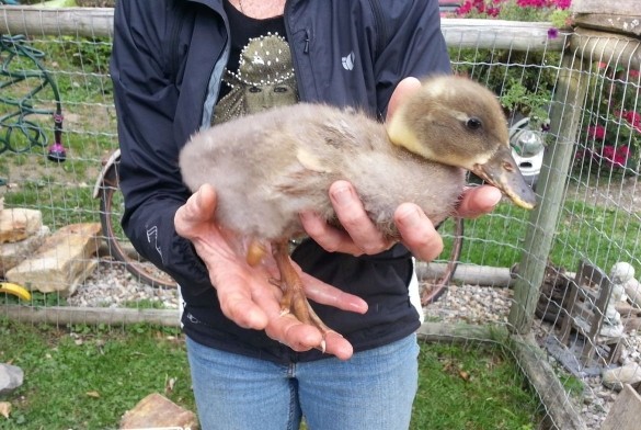 3D打印助小鴨子重新站起來