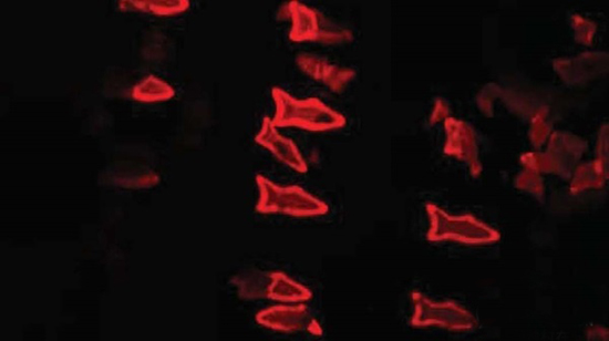 3D打印“微型魚”化學反應驅動“游泳”