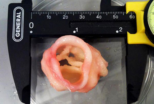 未來十年將是生物3D打印“黃金時期”