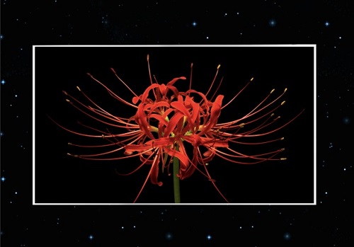 DISPLAY CHINA展商精選|京東方攜65寸UHD BD Cell技術(shù)重磅亮相DISPLAY CHINA 2019