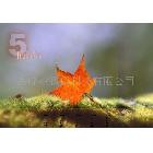 【專業(yè)品質(zhì)】背膠類相紙 質(zhì)量保證