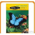 廠家科帝亞300克雙面彩噴銅版相紙A4(50張)