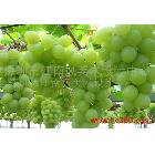 山富燈箱片噴繪