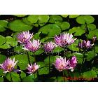 供應(yīng)高精度、山富牌、燈箱片噴繪