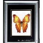 酒店玄關(guān) 星級(jí)酒店掛畫 壁畫 掛畫 客廳裝飾畫 金色蝴蝶+銀箔畫框