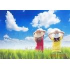 供應(yīng)蘇畫畫全棉油畫布，化纖油畫布。