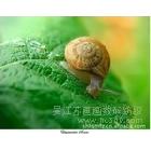 供應(yīng)蘇畫畫SHH-19油畫布批發(fā)寫真布批發(fā)