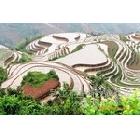 供應(yīng)蘇畫畫SHH-9批發(fā)印刷純棉油畫布