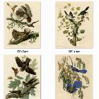 詹姆斯奧杜邦花鳥圖譜畫芯獨(dú)家批發(fā)