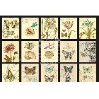 DF5061-1 廠家推薦  地中海精美蝴蝶裝飾畫，普羅旺斯田園系列