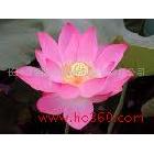 供應(yīng)25絲防水相紙、A4高光相紙、200克高光相紙、相紙