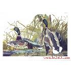 供應(yīng)動(dòng)物裝飾畫畫芯