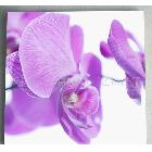 帆布油畫框、印刷帆布畫框、噴繪帆畫框,無框畫/canvas printing