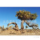 沙漠綠洲風(fēng)景噴繪畫，電腦噴繪高清仿真非手繪油畫批發(fā)，廠家直銷