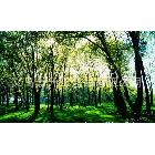 熱帶雨林風(fēng)景噴繪畫，電腦噴繪高清仿真油畫，家居酒店裝飾油畫