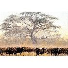 非洲自然風(fēng)光動(dòng)物犀牛油畫，大幅尺寸客廳。會(huì)議廳氣派裝飾畫1194