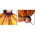 新居裝飾油畫，高檔家居組合裝飾讎菊油畫，創(chuàng)新設(shè)計(jì)廠家直銷8676