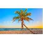 海景噴繪畫，仿真油畫，椰子樹海灘海景油畫，廠家直銷17875