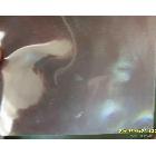 供應PP立體膠片