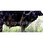 彩印色標(biāo)、色卡