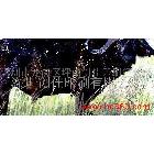 彩印色標、色卡_1