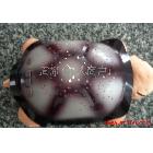 音樂七彩星空MINI烏龜