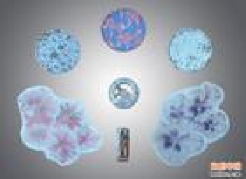 供應(yīng)龍崗絲印移印加工|安全帽移印絲印廠|特價優(yōu)惠移印