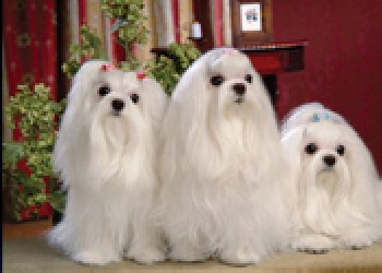 兗州三維立體畫，青州三維立體畫，壽光三維立體畫