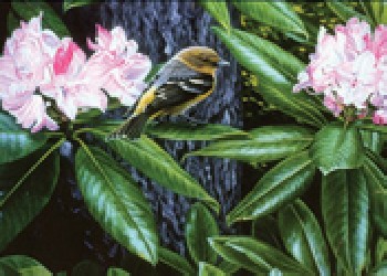 安丘三維立體畫，高密三維立體畫，昌邑三維立體畫