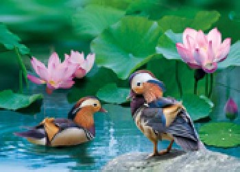 奉化三維立體畫，瑞安三維立體畫，樂清三維立體畫