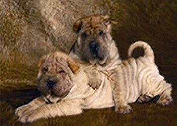 晉州三維立體畫，新樂三維立體畫，鹿泉三維立體畫