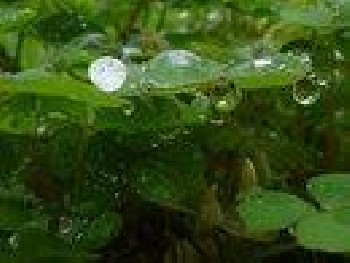 雨露膠