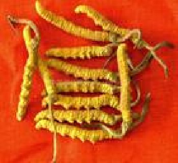 ，北京冬蟲夏草，冬蟲夏草回收，冬蟲夏草種植技術(shù)，冬蟲夏草基地
